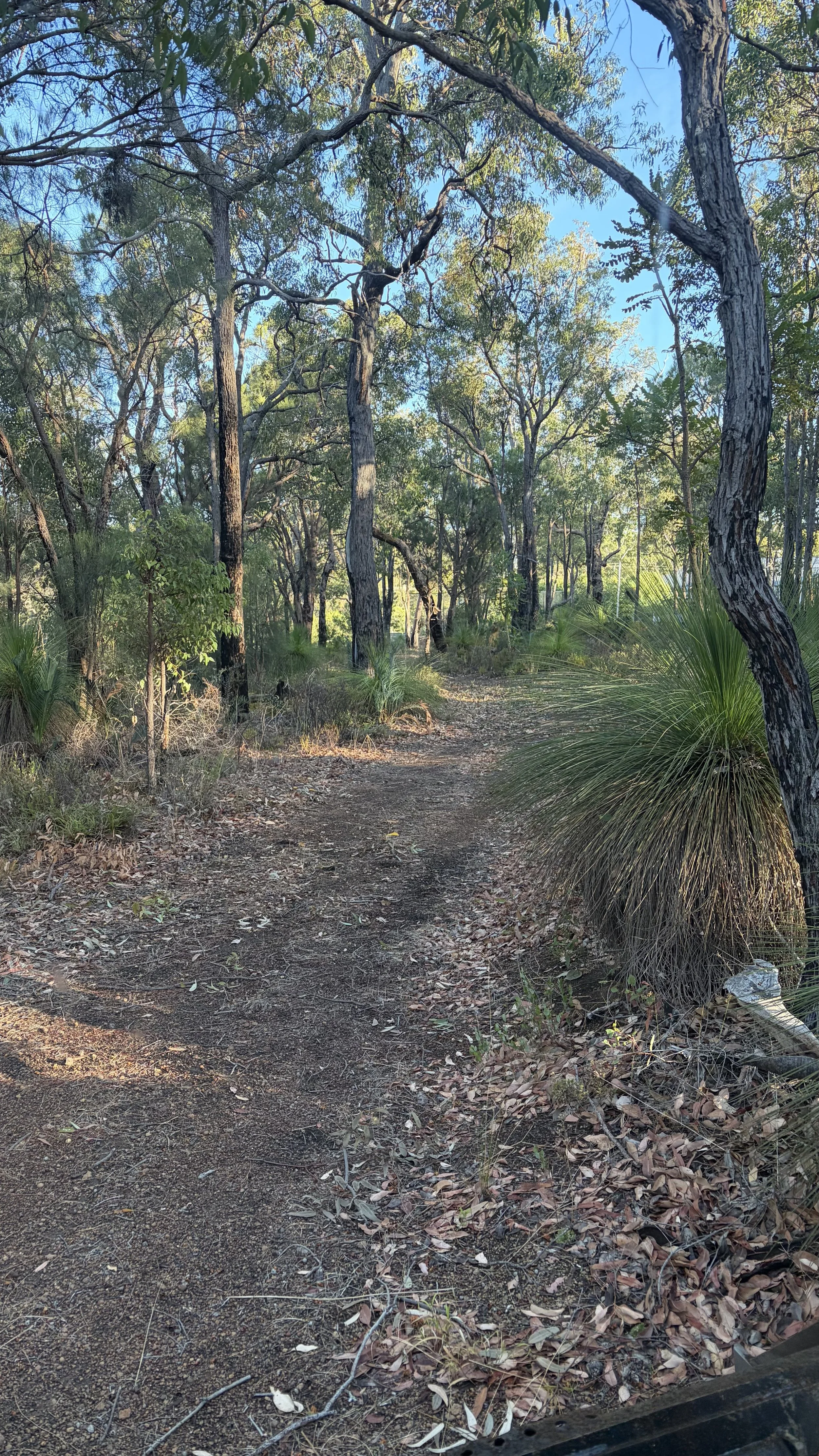 A dirt trail winding through a forest with tall trees and green foliage, sunlight filtering through the branches.