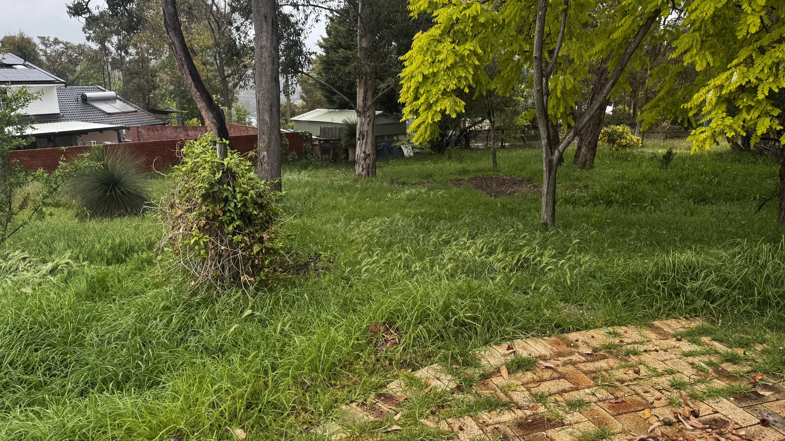 A backyard with green grass, trees, shrubs, and a brick pathway. There is a house with solar panels on the roof in the background.
