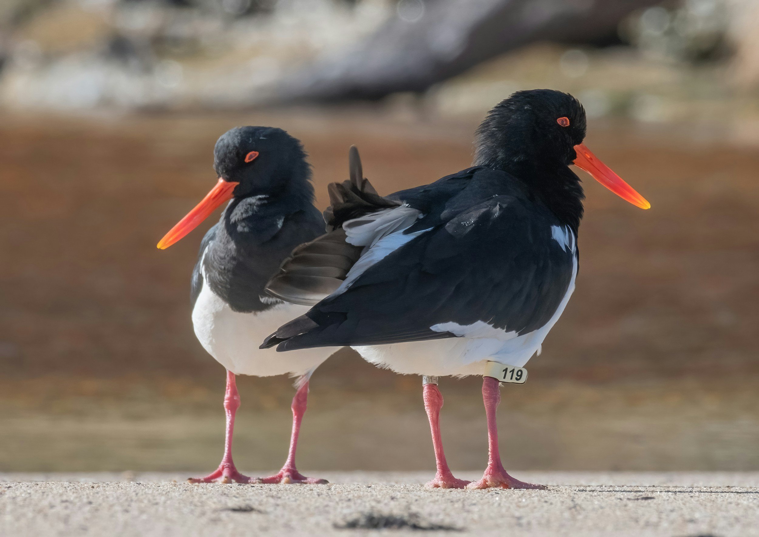 2 Black and White Coastal Birds