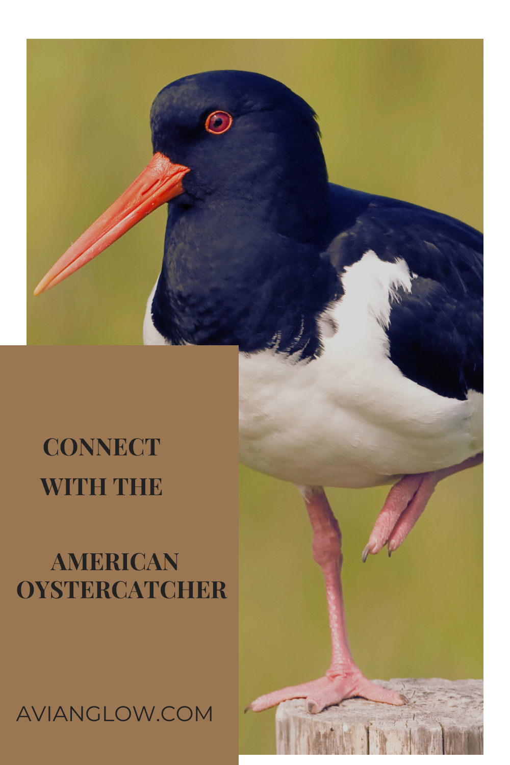 Rain as Renewal: What Birds Teach Us About Stormy Seasons