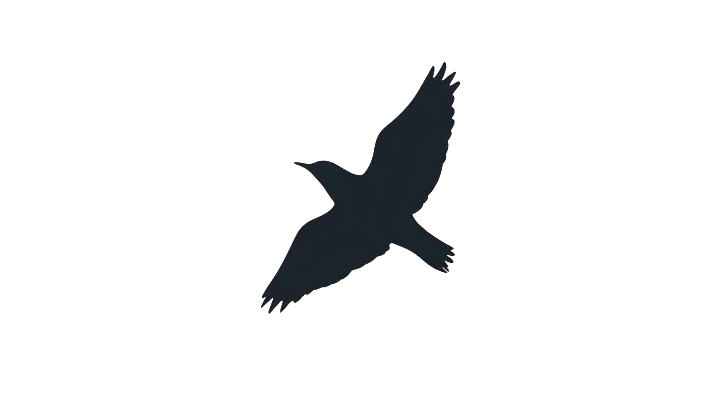 Silhouette of a bird in flight flying.