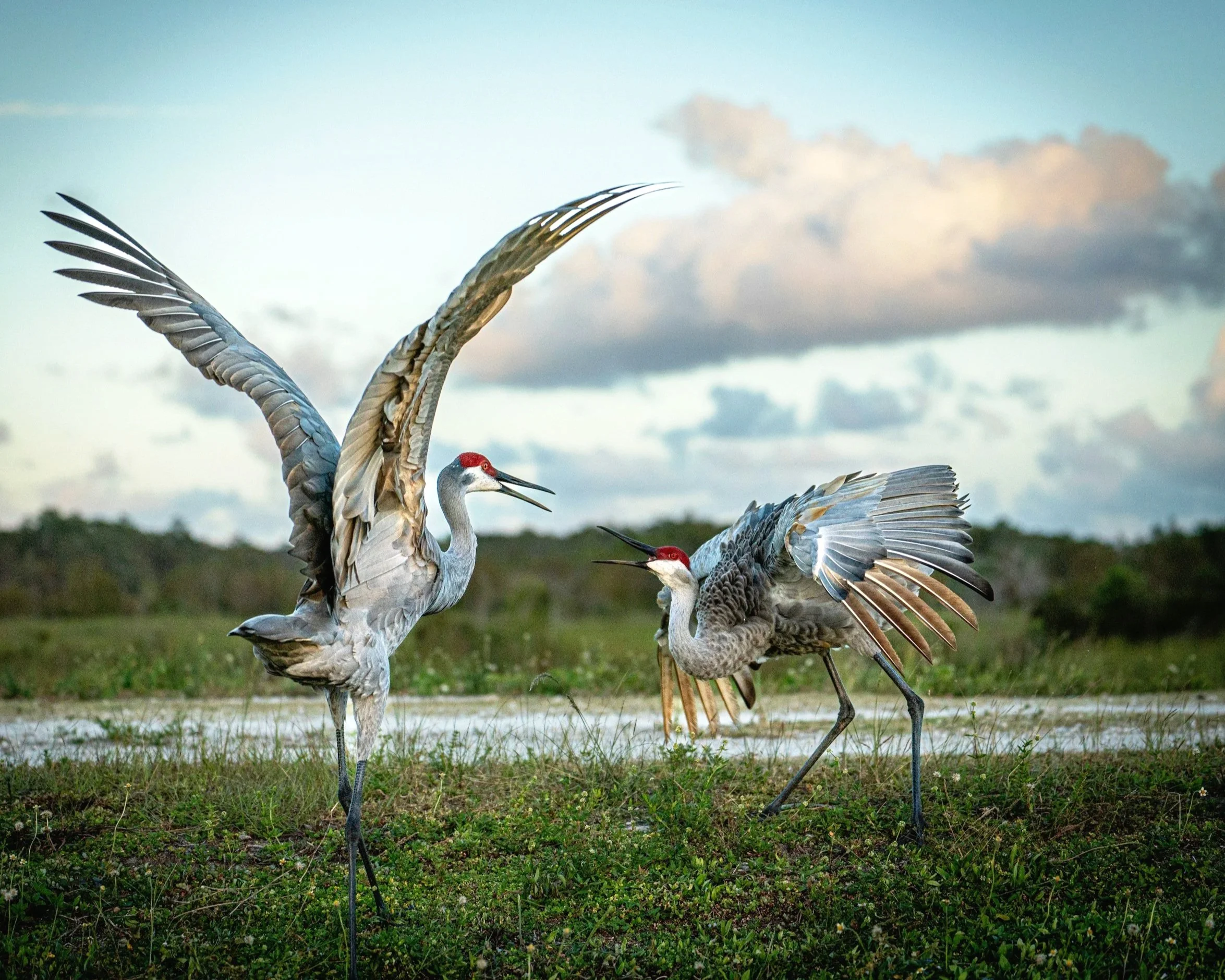 Sandhill cranes looking at one another with beaks open in front of a pond with grassy landscape.