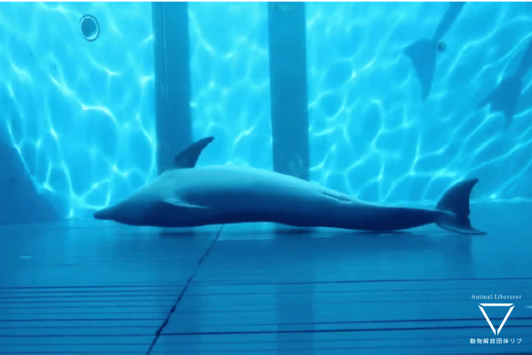 【保存版】イルカ・シャチの異常行動リスト（うつ病、自傷、自殺、常同行動など）