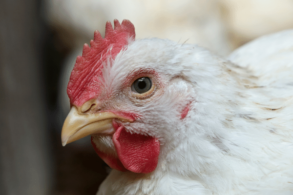 【まとめ】鶏肉の裏側。肉養鶏・ブロイラーのたった6週間の一生