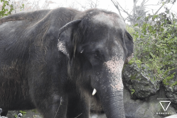 日本のゾウの異常行動～人知れず心を病んでしまっているゾウたちの現状～【日本全国調査】