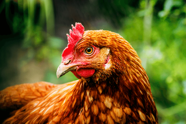 【採卵鶏の一生】私たちが食べている卵の裏側