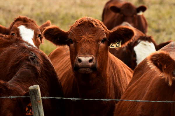 【肉牛の一生】美味しい牛肉の裏で、牛たちに起きている凄惨な事実