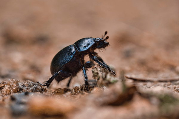 昆虫食を食べるべきでない理由：昆虫利用の問題