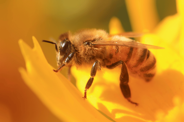 蜂蜜は蜂の大切な栄養源。養蜂の実態と、蜂蜜を食べるべきでない理由まとめ