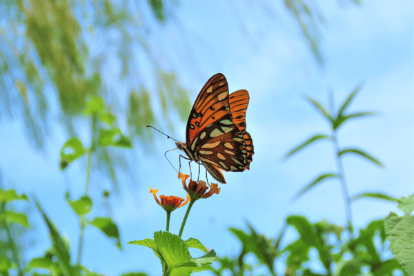 昆虫採集の倫理的問題