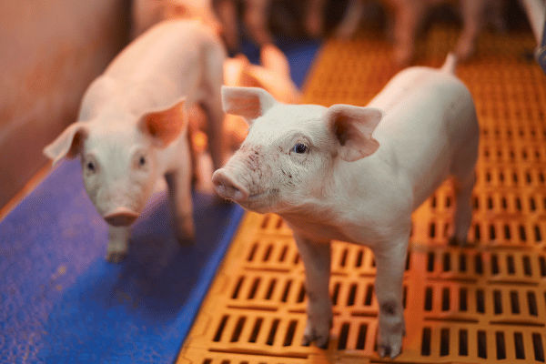 家畜の品種改良の実態と問題