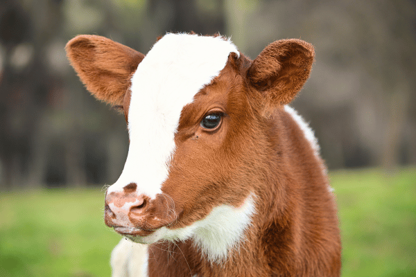 レザー・皮革を着るべきではない理由