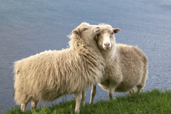 ウールやカシミアなどの動物由来の衣類を着るべきでない理由