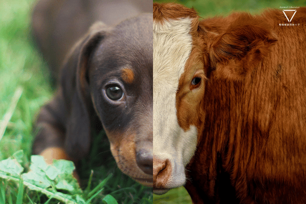 種差別とは何か。動物たちへの無意識な差別を知ろう