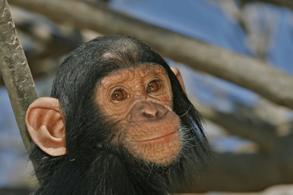 大型類人猿の権利獲得への道：人間に最も近い動物たちの現状と未来