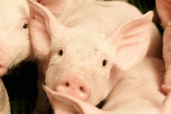 【まとめ】肉・魚・乳製品・卵・蜂蜜などの動物性食品に隠された動物の劣悪な状態と問題