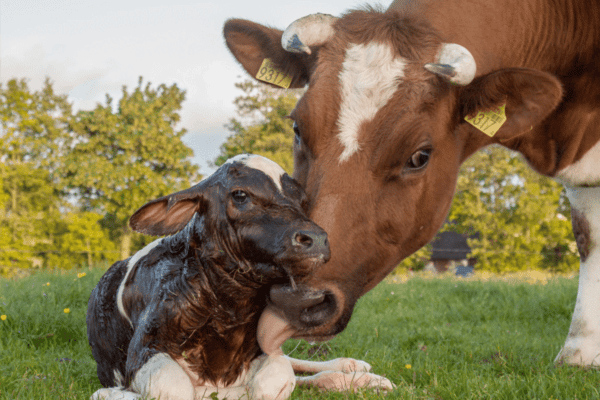 すべての動物利用は女性搾取から始まる：動物の女性が置かれている状況と問題
