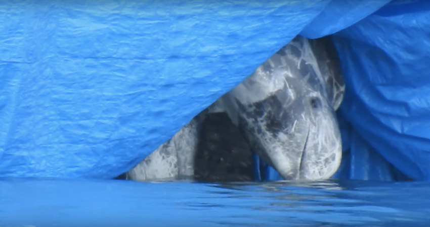 太地町イルカ漁の手順：とあるイルカ漁の1日