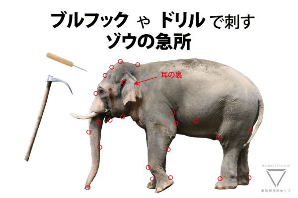 ゾウを支配するブルフックやドリルとは。日本で行われているゾウへの虐待