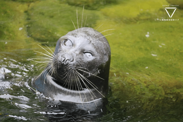 水族館にいるアザラシはなぜ白内障なのか