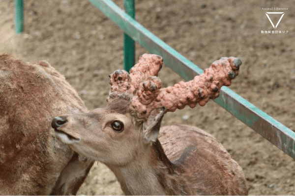 【まとめ】動物園における動物の奇形・外見異常：鹿の角、ホワイトタイガー・近親相姦など