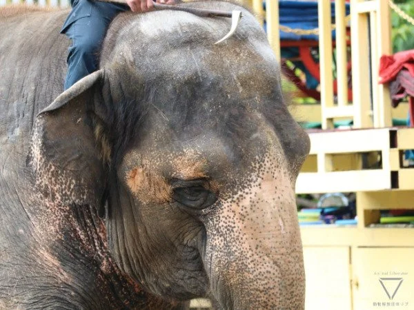 【保存版】動物の「異常行動」とは？動物園や水族館の動物のストレス・精神疾患について解説