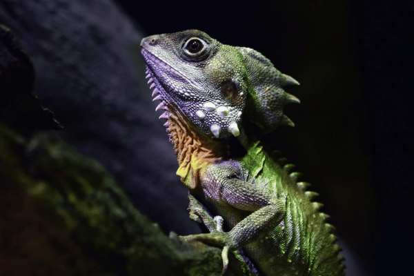 新年のごあいさつ
