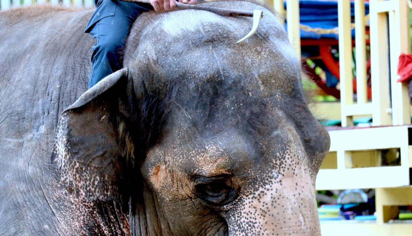 ブルフック 署名スタート。ご賛同お願いいたします ／ Bullhook signing started.