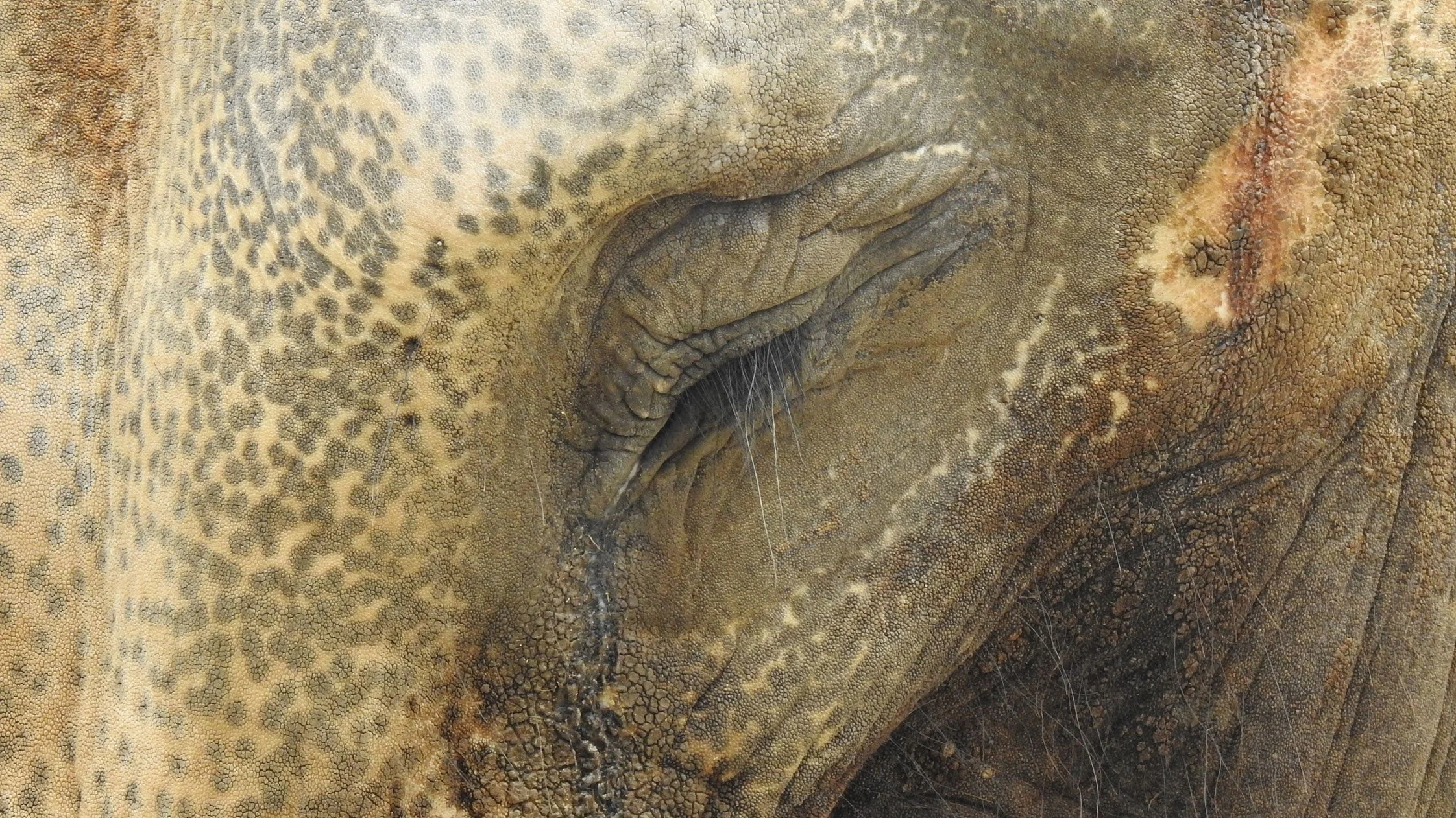 【福岡市動物園 新たにゾウ４人を監禁予定 また不幸なゾウが増えてしまいます 皆さんの声を届けてください】｜動物解放団体リブ