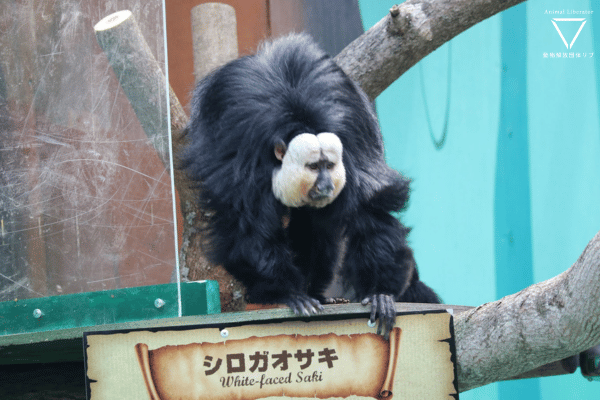 狭く劣悪な環境、触れ合い体験で動物を利用するノースサファリサッポロ【調査報告】