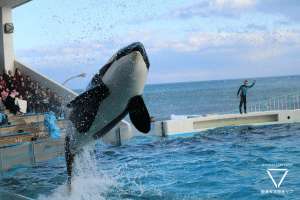 鴨川シーワールドで起きているシャチのショーの問題点【調査報告】