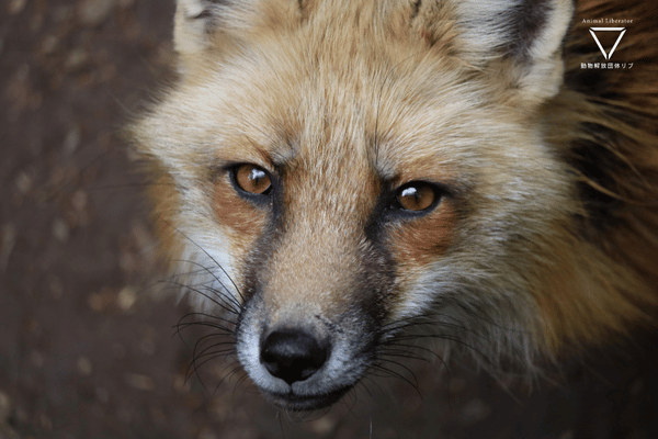 蔵王キツネ村の実態：観光の裏で苦しむキツネたち