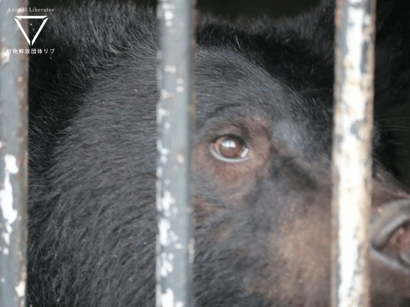 自然の中の監禁施設。劣悪な奥飛騨クマ牧場の実態【調査報告】