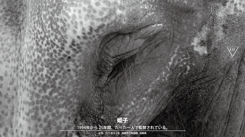 姫路市立動物園5 姫子／Himeji City Zoo 5 Himeko