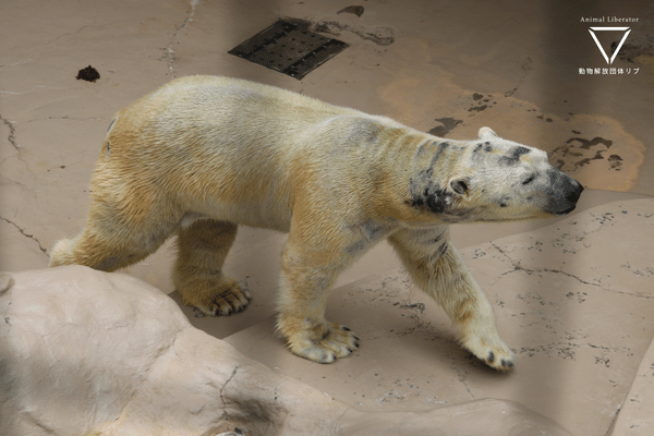 バク転をし続けるホッキョクグマ・50年以上監禁されているゾウ：日本平動物園【調査報告】