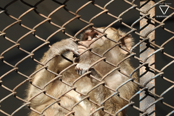 龍野公園動物園-檻の外を見つめるサル