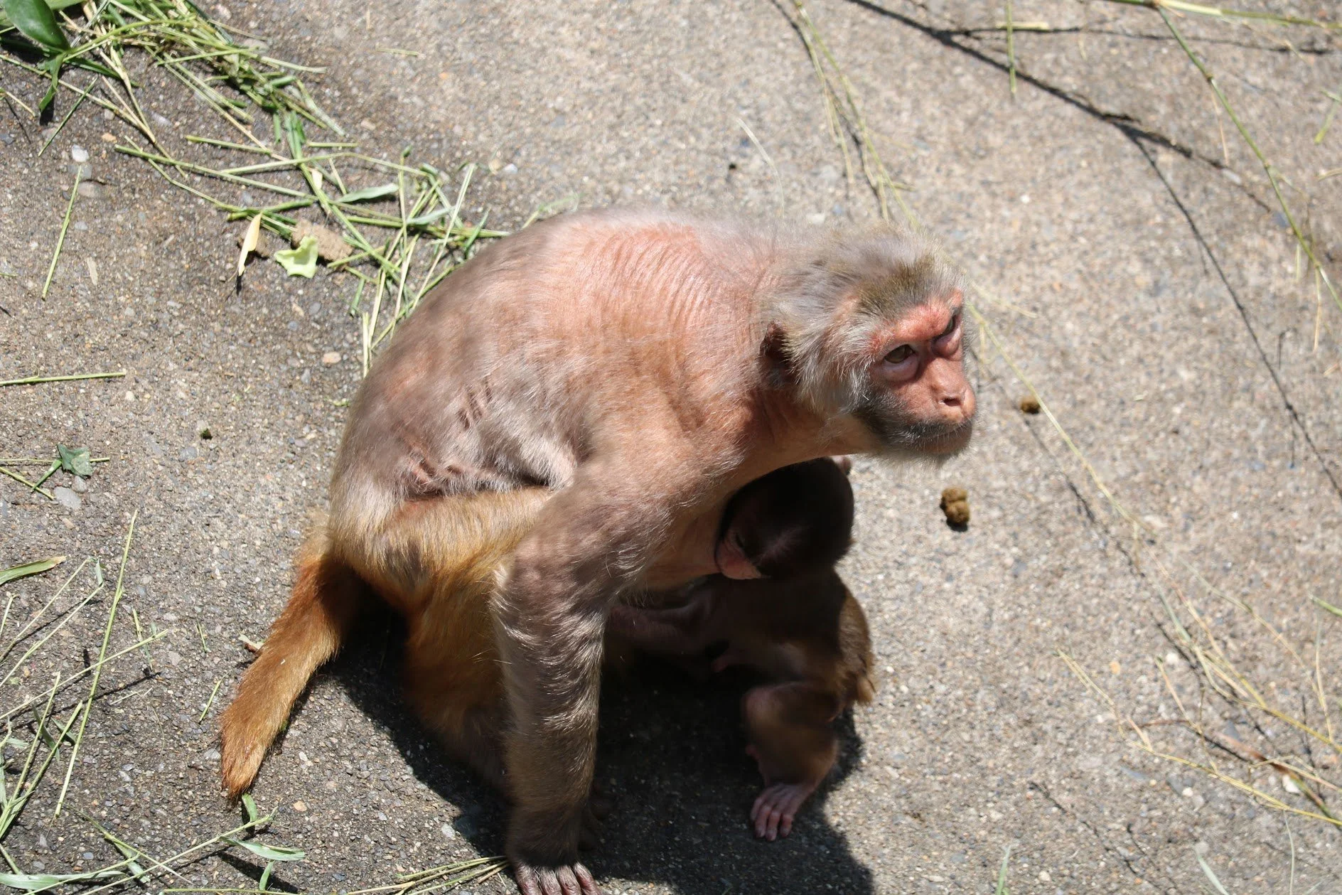 猿山は日本しかない ハダカの猿 近親相姦