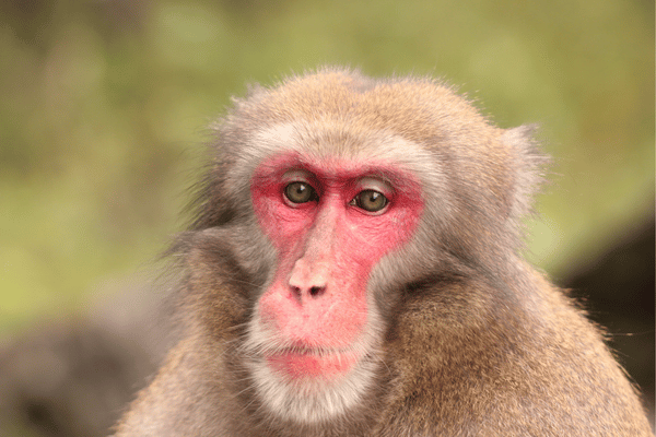 野生動物関連法の基礎知識