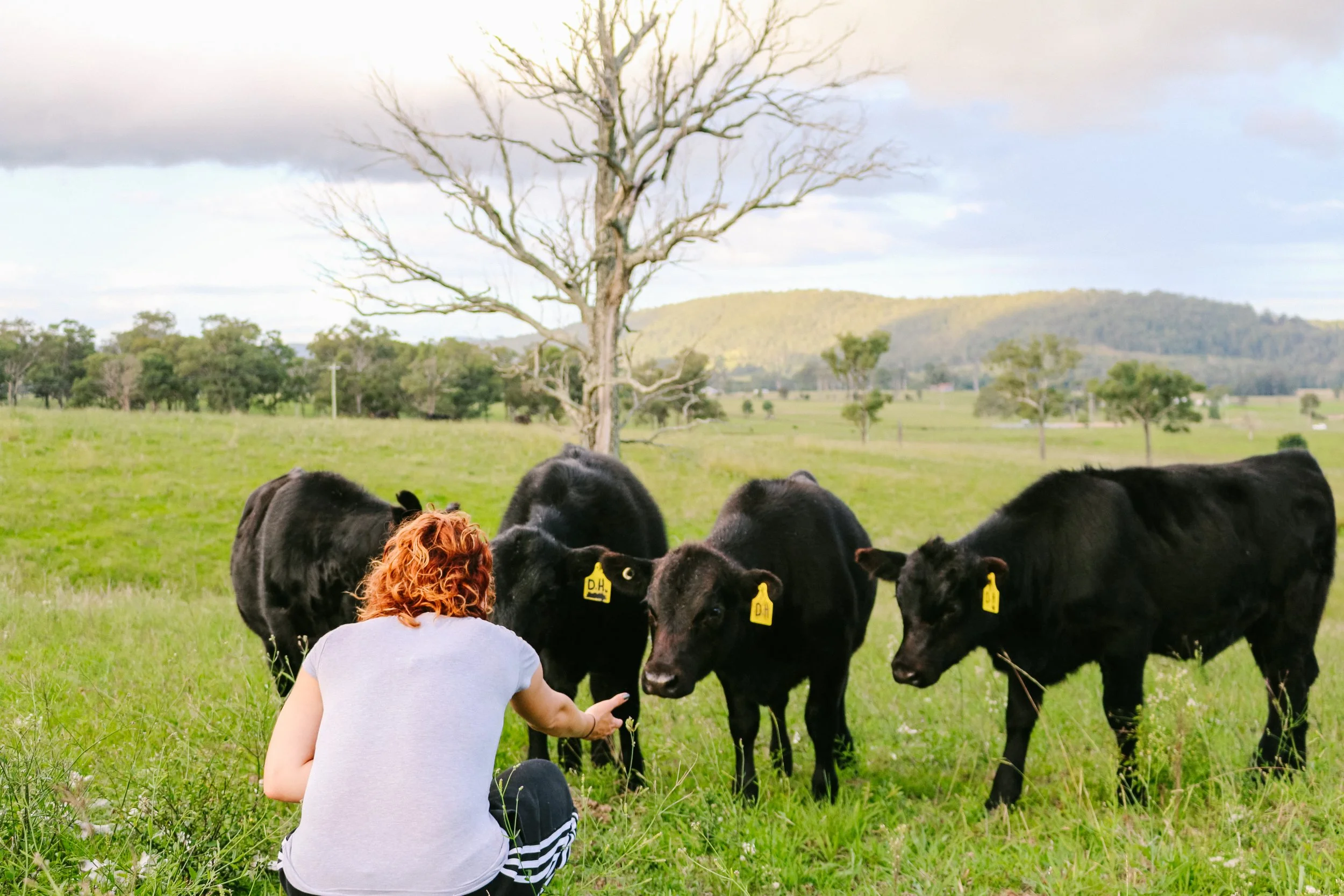 A woman with red curly hair squatting in a green field, feeding four black calves with yellow ear tags, under a partly cloudy sky with a leafless tree and distant hills in the background.
