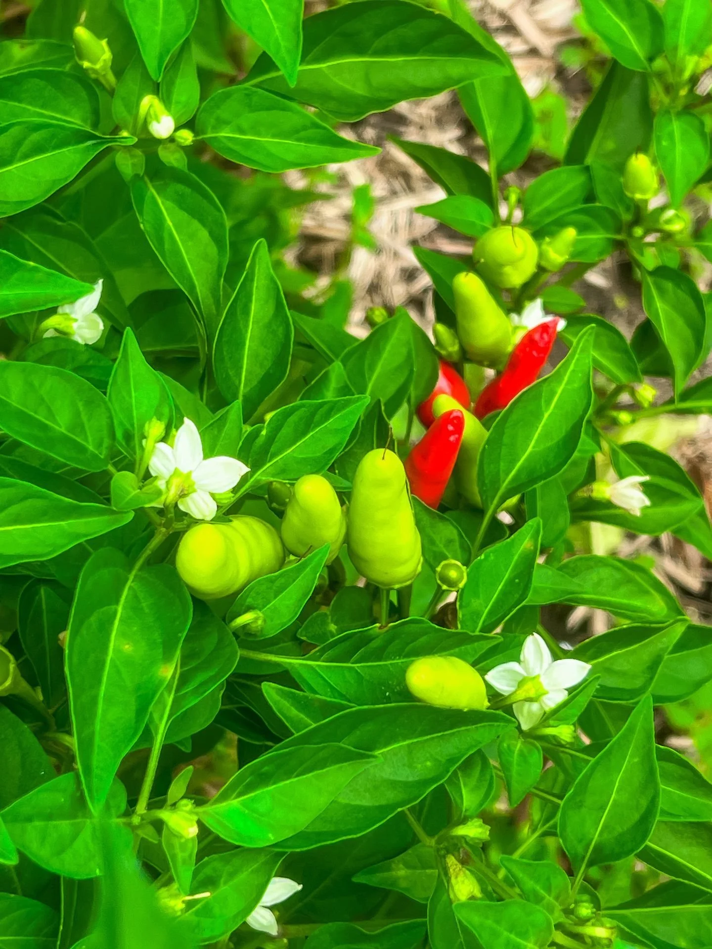 Look at this growth!

Our garden is thriving and honestly, it's teaching us just as much as we're tending it. Planting. Watering. Waiting. Watching. It all requires consistency and care. And somewhere in that process, something shifts. You start to b