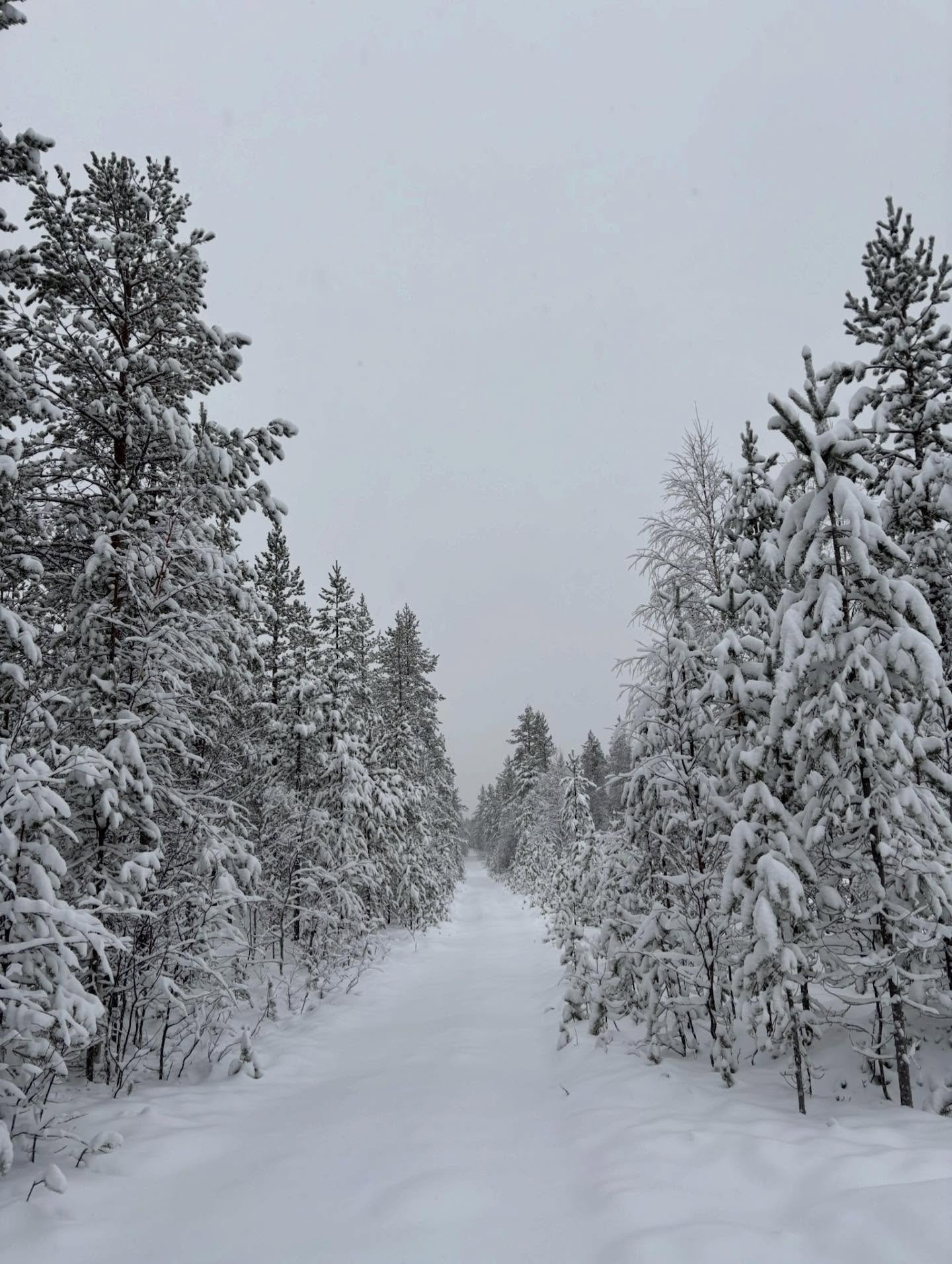 Come to Korvalan Komea and explore our magical nature ❄️ 

#korvalankomea #restaurant #laplandfinland #lapland #nature #snow #snowday #cold #food #finland #laplandfood #laplandrestaurant #finlandnature #finlandrestaurant #rovaniemi #christmas