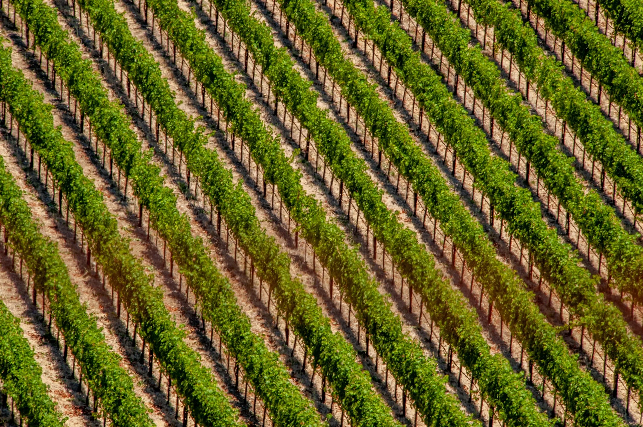 A smarter, cleaner alternative to synthetic fertilisers 