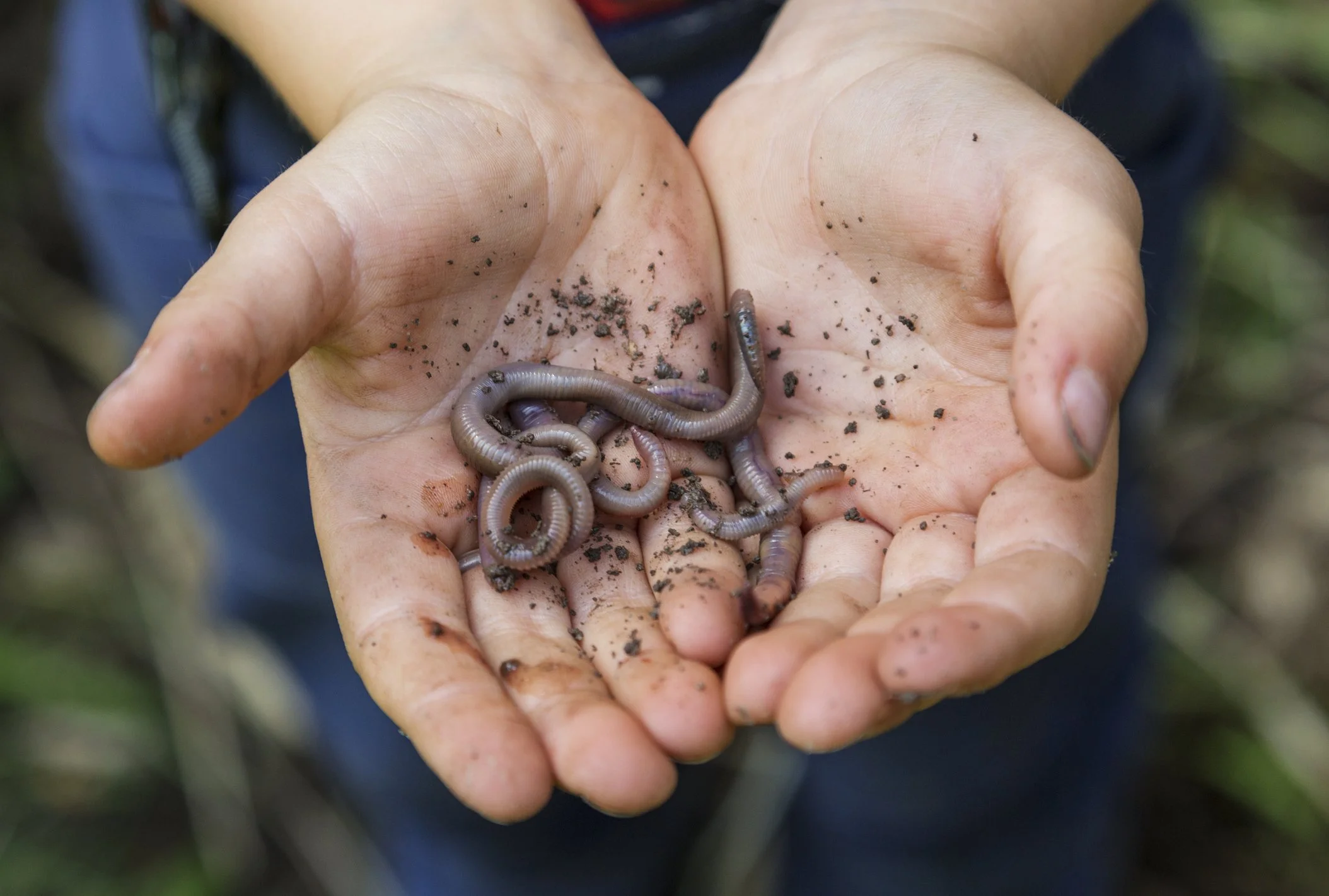 Waste management revolutionised: worms for the future