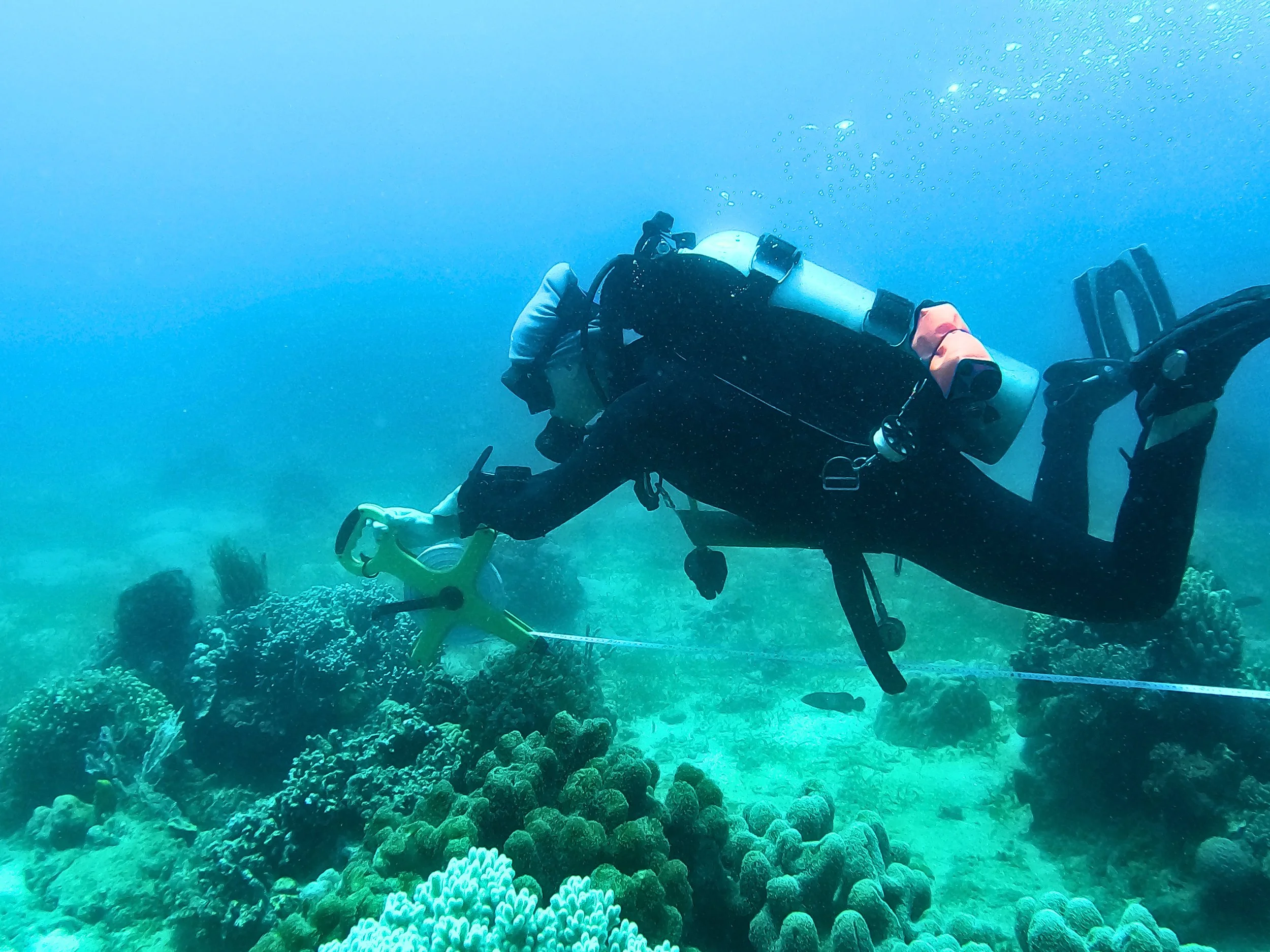 FULL Ecological Monitoring Program & PADI Advanced Dive Ticket