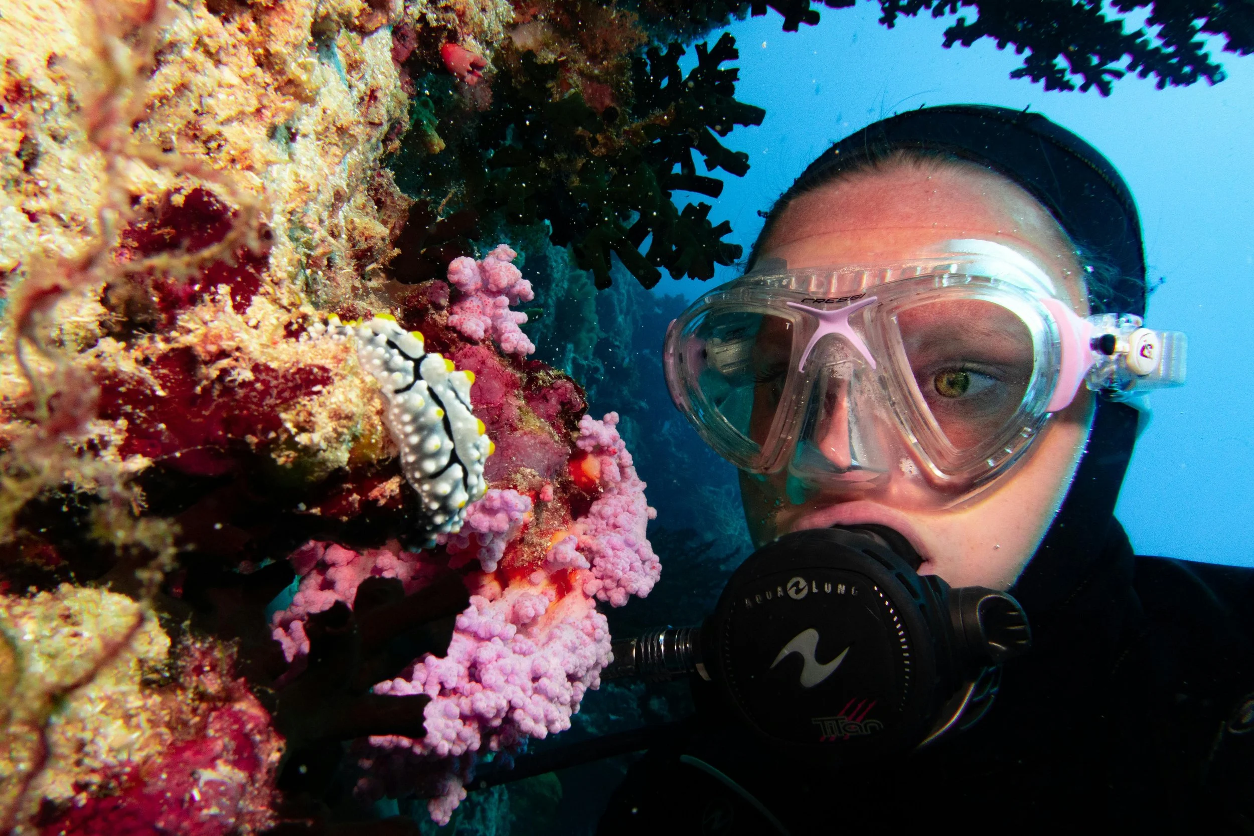 Coral conservation & PADI Dive Ticket