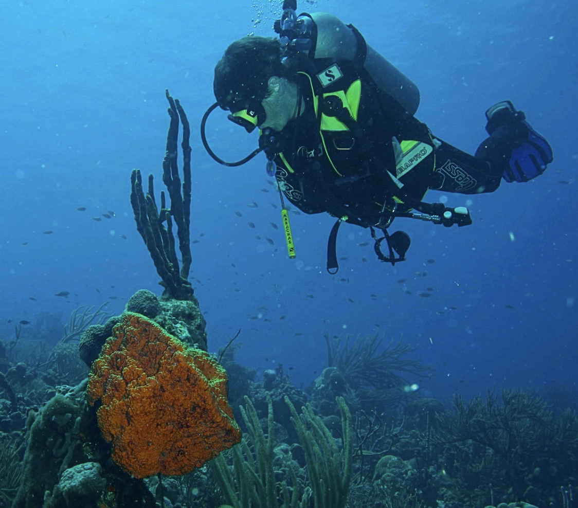 Coral conservation & PADI Dive Ticket