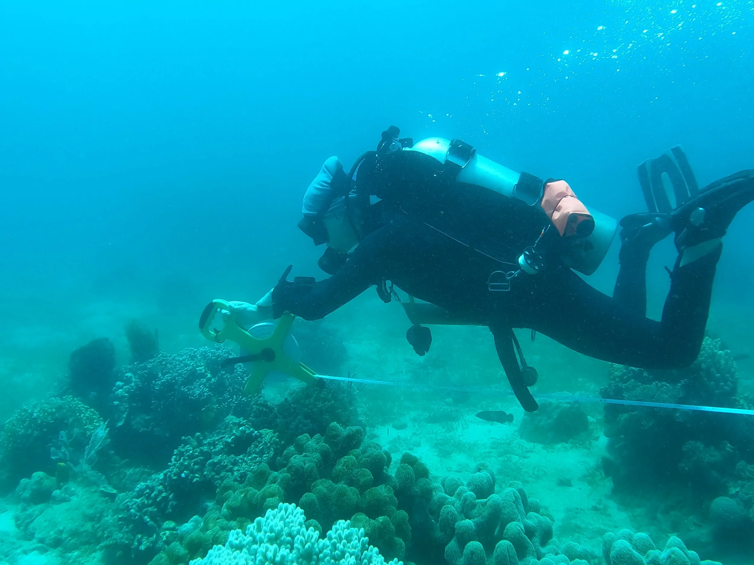 Ecological Monitoring Program & PADI Advanced Dive Ticket