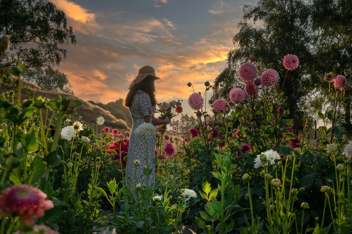 Twilight Pick