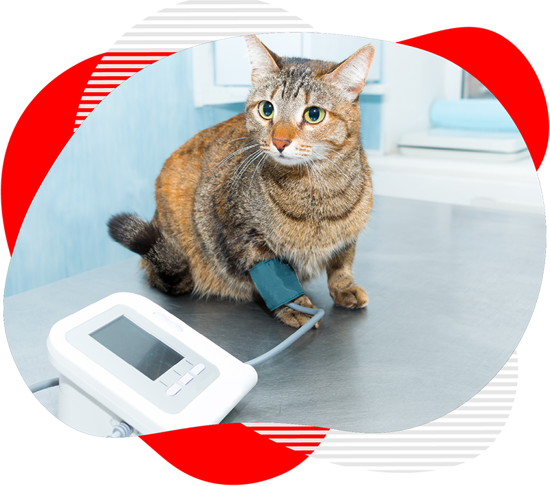 Pret control cardiologic pisica Constanta