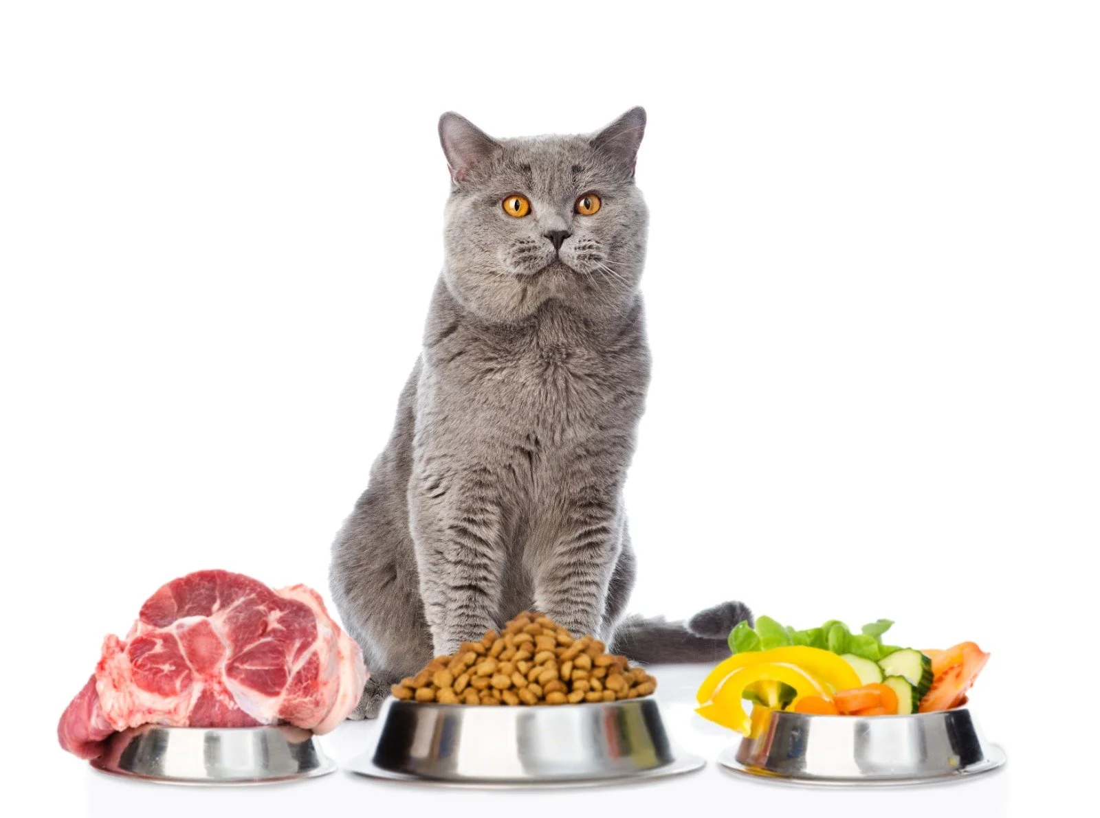 Nutriția la animalele de companie: cum asigurăm sănătatea câinilor și pisicilor pe termen lung